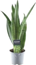 Trendyplants - Sansevieria Spearmint - Kamerplant - Hoogte 35-55 cm - Potmaat Ø12cm