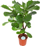 Ficus Lyrata - Rubberboom (vertakt) Ø24cm 110cm - Verse Kamerplant, Direct van de Nederlandse Kweker