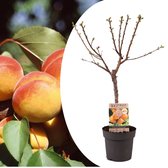 Plant in a Box - Prunus Armeniaca 'Abrikozenboom' - Fruitboom - Pot 21cm - Hoogte 90-100cm