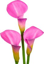The Bulb Farmers - 10 x Calla 'Blush Charm' - roze - bloembollen direct van de kweker - voorjaarsbloeier - bolmaat 16-18 (meest geschikte maat voor in de tuin) - Thuiswinkel waarborg
