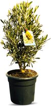 Sunny Tree - Olijfboom - Olea Europea - Winterharde olijfboom in struikvorm - Hoogte 80-100 cm