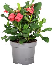 Plant in a Box - Euphorbia Milii - Christusdoorn - kamerplant - vetplant - ⌀ 13 cm - hoogte 25-35 cm