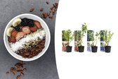 NatureNest - Vitamine planten mix - 1x Gojibes, 1x Honingbes, 1x Blauwe bes, 1x Granaatappel - 4 stuks - 30-38 cm