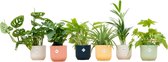 Verrassingsbox - 6 planten inclusief elho Vibes Fold Round kleurenmix - Potmaat 14cm - Hoogte 30cm