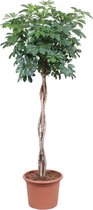 Schefflera Arboricola Compacta gevlochten stam - Potmaat 40cm - Hoogte 190cm