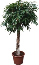 Ficus Amstel King gevlochten stam - Potmaat 45cm - Hoogte 190cm