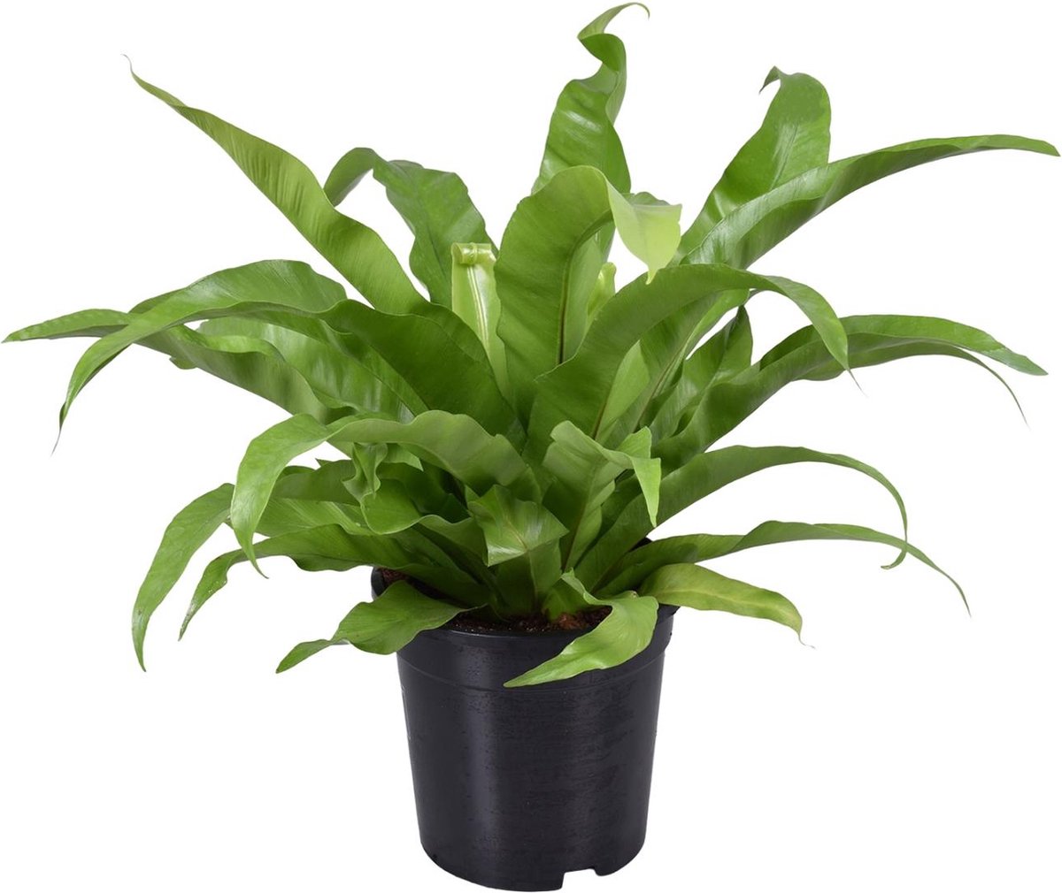 Plantenboetiek.nl | Asplenium Antiquum - Ø17cm - 35-45cm hoog - Kamerplant - Groenblijvend
