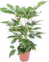 Plantenboetiek.nl | Schefflera Actinophylla Amate - Kamerplant - Hoogte 100cm - Potmaat 24cm