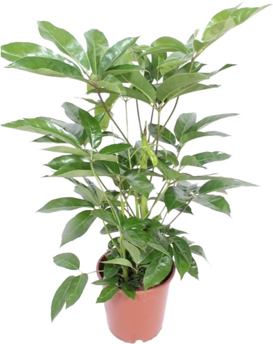 Plantenboetiek.nl | Schefflera Actinophylla Amate - Ø24cm - 90-100cm hoog - Kamerplant - Groenblijvend