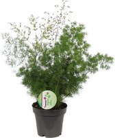 Plantenboetiek.nl | Asparagus Myriocladus - Kamerplant - Hoogte 35cm - Potmaat 12cm