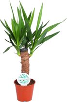 Plantenboetiek.nl | Yucca Elephantipes - Kamerplant - Hoogte 60cm - Potmaat 14cm