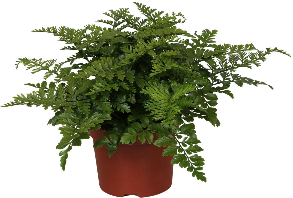 Plantenboetiek.nl | Asplenium Parvati - Ø12cm - 25cm hoog - Kamerplant - Groenblijvend