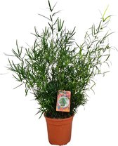 Plantenboetiek.nl | Asparagus Falcatus - Kamerplant - Hoogte 70cm - Potmaat 21cm
