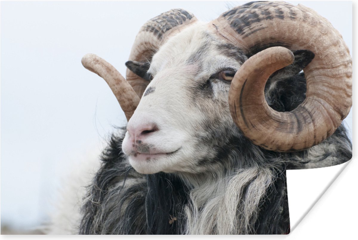 Poster Schaap - Hoorn - Dieren - 90x60 cm