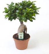 Bonsai – Chinese vijg (Ficus microcarpa Ginseng) – Hoogte: 40 cm – van Botanicly