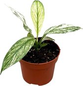 Groene plant – Lepelplant (Spathiphyllum Sensation Variegata) – Hoogte: 15 cm – van Botanicly