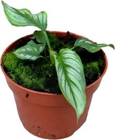 Groene plant – Homalomena Riau Sumatra (Homalomena Riau Sumatra) – Hoogte: 15 cm – van Botanicly