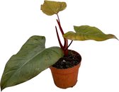 Groene plant – Philodendron (Philodendron Dark Lord) – Hoogte: 30 cm – van Botanicly