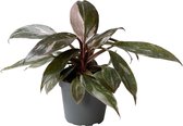 Groene plant – Philodendron (Philodendron Pink Princess) – Hoogte: 12 cm – van Botanicly