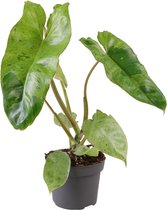 Groene plant – Philodendron (Philodendron Paraiso Verde) – Hoogte: 25 cm – van Botanicly