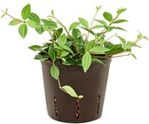 Groene plant – Dwergpeper (Peperomia Dahlstedtii) – Hoogte: 20 cm – van Botanicly