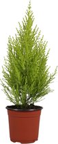 Naaldboom – Montereycipres (Cupressus macrocarpa Goldcrest Wilma) – Hoogte: 50 cm – van Botanicly
