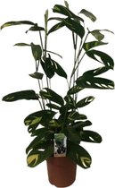Groene plant – Ctentanthe Lubbersiana (Ctentanthe Lubbersiana) – Hoogte: 80 cm – van Botanicly