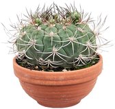 Cactus – Gymnocalycium Saglionis (Gymnocalycium Saglionis) – Hoogte: 20 cm – van Botanicly