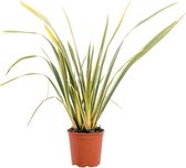 Grassen en bodembedekkers – Phormium Tenavariegatum (Phormium Tenavariegatum) – Hoogte: 100 cm – van Botanicly