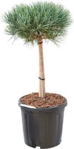 Naaldboom – Weymouthden (Pinus Sylvestris Watereri) – Hoogte: 90 cm – van Botanicly