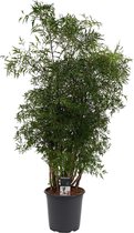 Groene plant – Polyscias (Polyscias Hawaiiana Ming) – Hoogte: 90 cm – van Botanicly