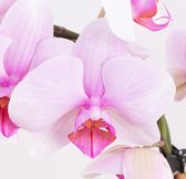 Sierplantenshop roze orchideeën boog - gratis witte sierpot - phalaenopsis - ø 12 cm - +/- 45 cm