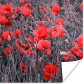 Affiche Coquelicots rouges dans une image en noir et blanc - 30x30 cm