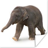 Poster Kleine olifant tegen witte achtergrond - 75x75 cm