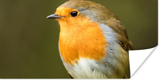 Affiche Robin - Branche - Printemps - 150x75 cm