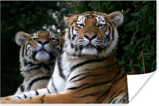 Twee Siberische tijgers Poster - Foto print op Poster (wanddecoratie)