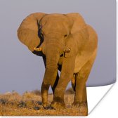 Poster Afrikaanse olifant in het zand - 50x50 cm