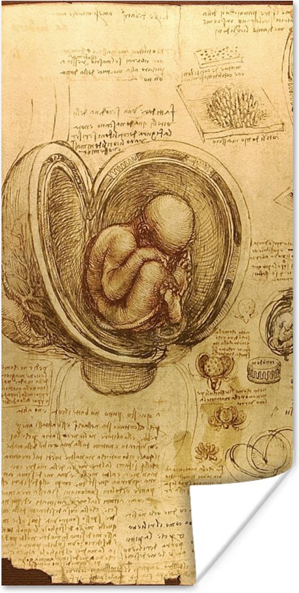 Poster Baby in the womb - Leonardo da Vinci - 20x40 cm