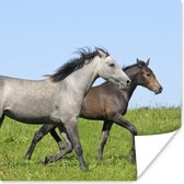 Poster Paarden - Dieren - Gras - 50x50 cm