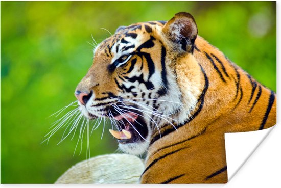 Brullende tijger tegen een vervaagde achtergrond Poster 90x60 cm - Foto print op Poster (wanddecoratie woonkamer / slaapkamer) / Wilde dieren Poster