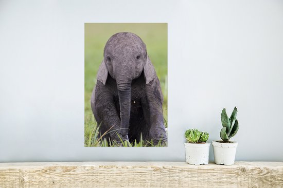 Affiche un bébé éléphant - 20x30 cm