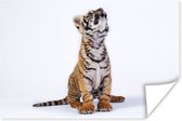 Omhoogkijkende tijgerwelp Poster 180x120 cm - Foto print op Poster (wanddecoratie woonkamer / slaapkamer) / Wilde dieren Poster XXL / Groot formaat!