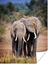 Poster Olifant - Dieren - Bomen - Natuur - 60x80 cm