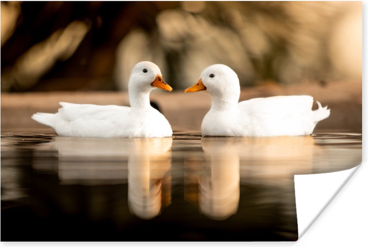 Poster Eend - Wit - Dieren - Water - Vogel - Eenden - 30x20 cm
