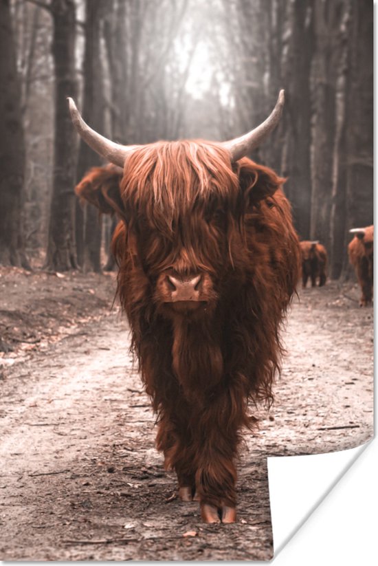 Affiche Scottish Highlander - Animal - Gros plan - 20x30 cm