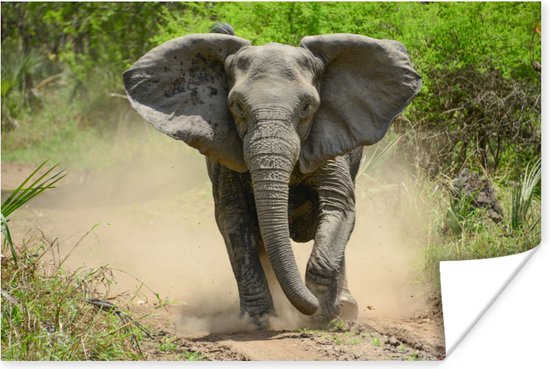 Poster Rennende olifant - 60x40 cm