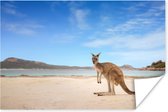 Poster Strand - Kangoeroe - Australië - 90x60 cm