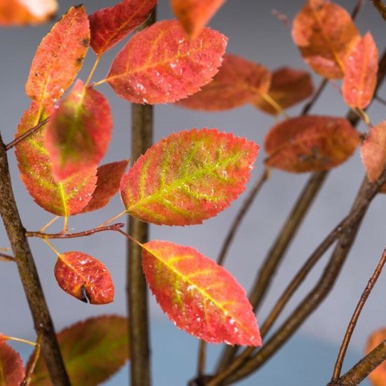 Gedetailleerde close-up van roze en groene bladeren met waterdruppels.