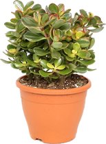 Plant in a Box - Crassula ovata Sunset - Vetplant - Kamerplant - Pot 23cm - Hoogte 45-50cm