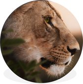 WallCircle - Wandcirkel - Muurcirkel - Leeuw - Wilde dieren - Jungle - Aluminium - Dibond - ⌀ 140 cm - Binnen en Buiten